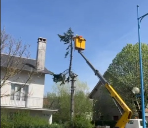 Abattage d'arbres dangereux pour votre toiture